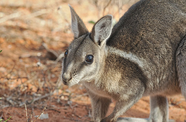 Feature Image 610x400 Bridled Nailtail Wallaby Wayne Lawler Wildlife Matters Issue 5