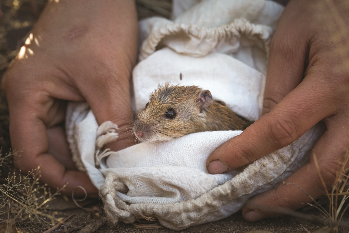 Pale Field Rat (rattus Tunneyi) Brad Leue Charnley River