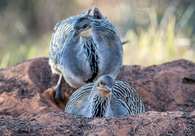 What Is Awc Doing Kim Wormald Malleefowl