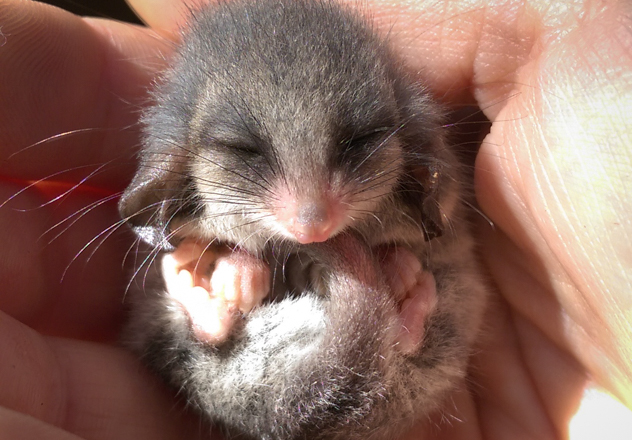 What Is Awc Doing Awc Eastern Pygmy Possum