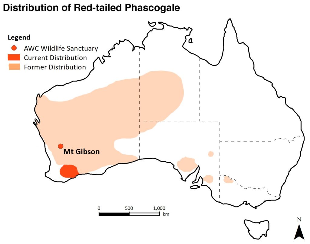 Red Tailed Phascogale Distribution Map