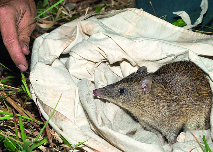 A Northern Brown Bandicoot trapped and released during a survey. Photo: Brad Leue/AWC