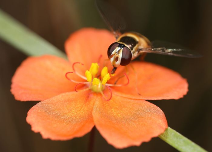 A hoverfly pollinating the flower of Drosera aurantiaca