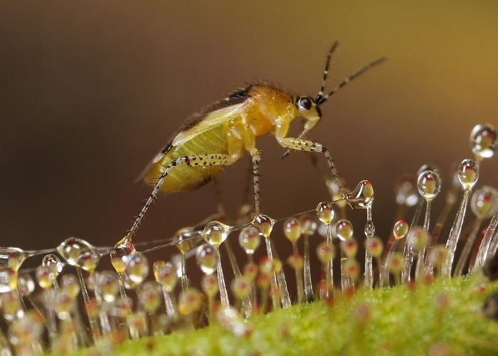 A kleptoparasitic bug of the genus Setocoris living on a sticky trap of Drosera cucullata