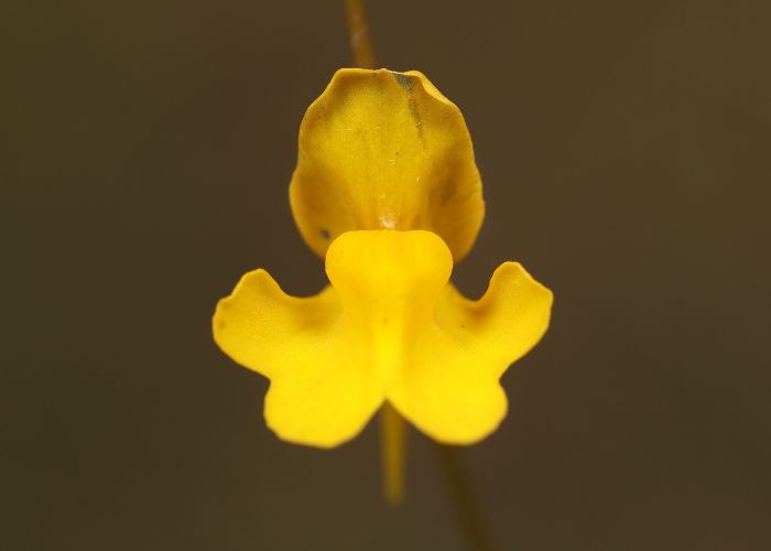 Flower of Utricularia crysantha