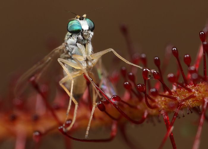 Fly caught on a Drosera aurantiaca