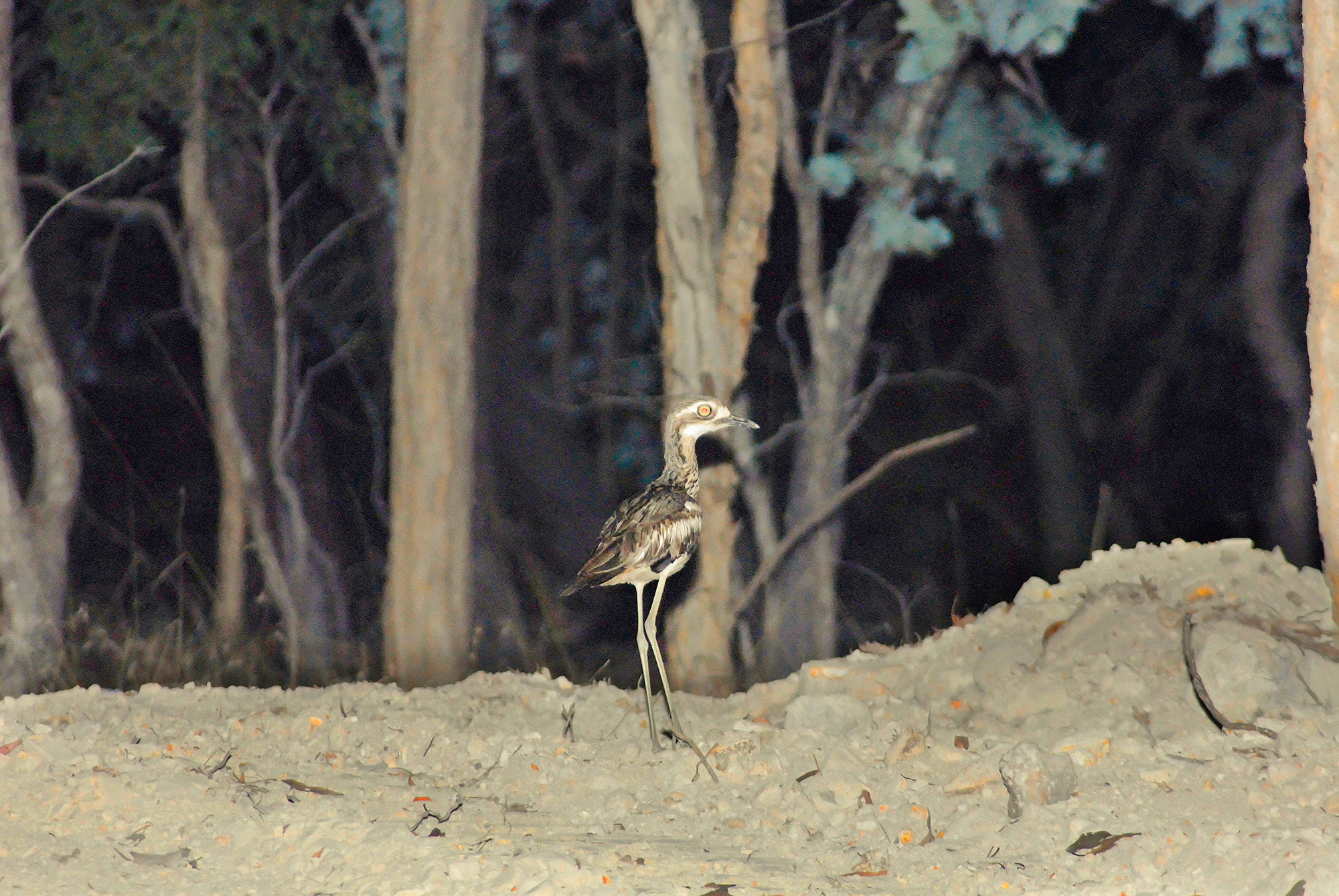 Bush Stone Curlew Or Thick Knee