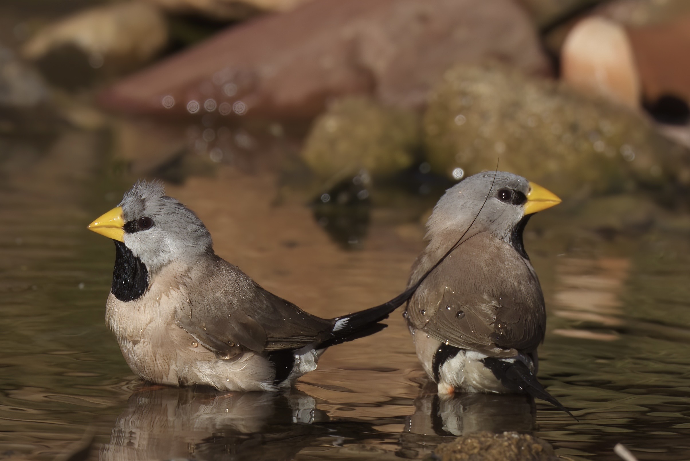 Long-tailed finches