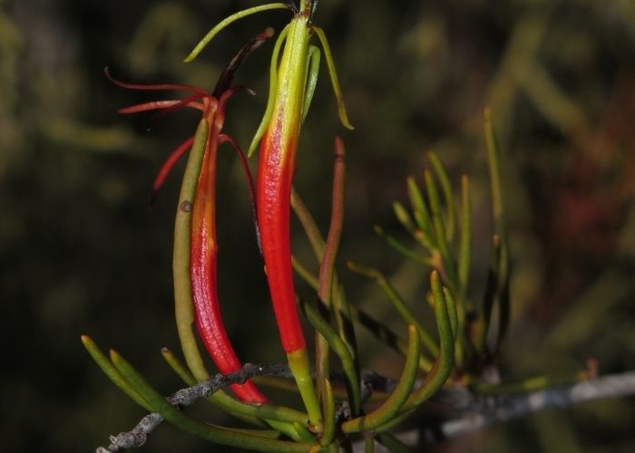 Mistletoe is now being used as a tool by AWC botanists to determine the health of habitats and ecosystems at Mt Gibson Wildlife Sanctuary.