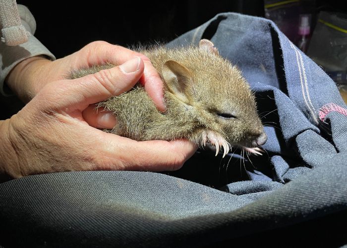 Seventeen of the 22 female bettongs reintroduced were carrying small pouch young at the time of the translocation. Bella along with two others discovered during the survey, are of the pouch young that made the long journey.
