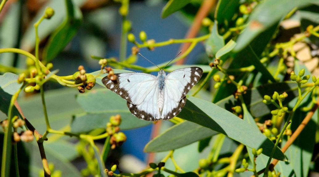 Caper white butterflies in coolibah woodland at Bowra Wildlife Sanctuary.