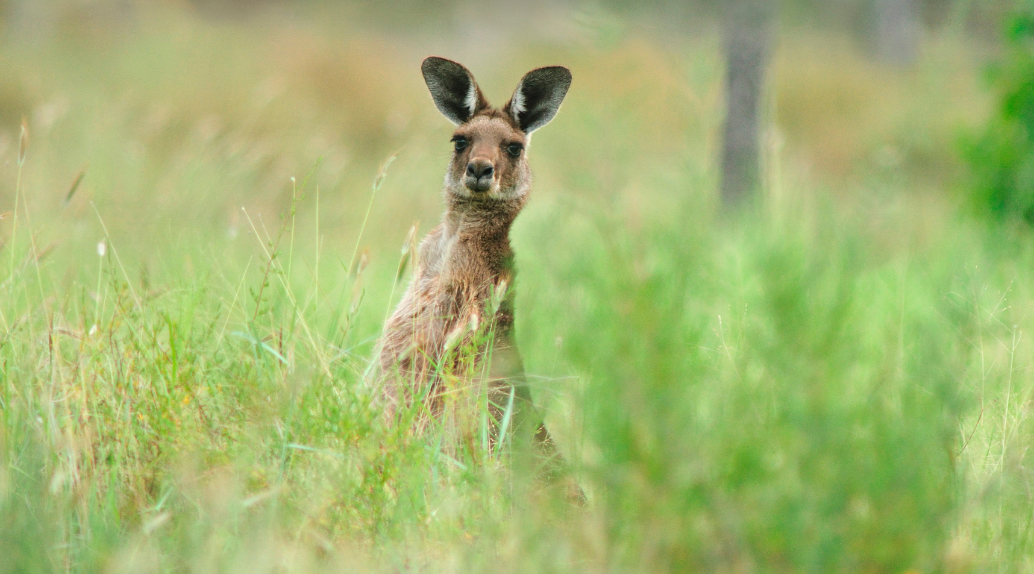 Western grey kangaroo in open grassland/shrubland at Bowra Wildlife Sanctuary.