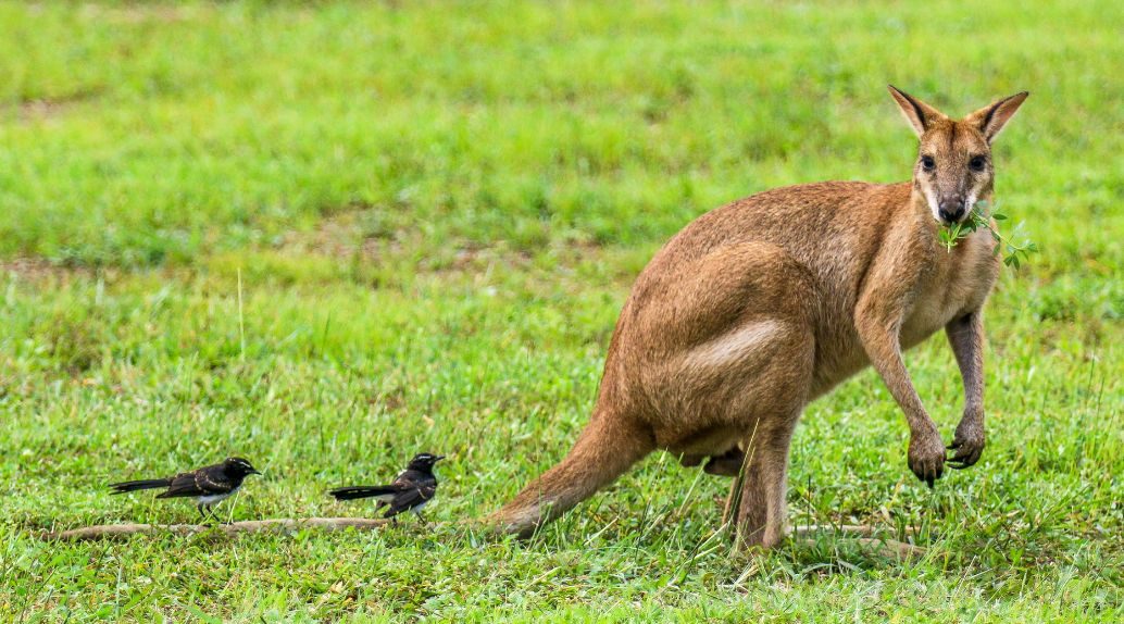 A Wallaby poses alongside two Willie Wagtails.