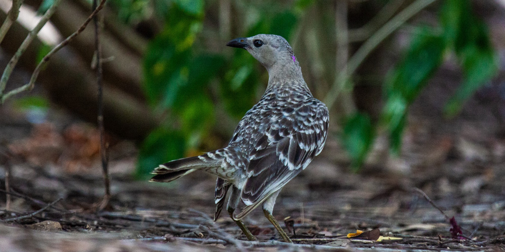 A female Greater Bowerbird (Chlamydera nuchalis) scans the woodlands for the perfect bower.