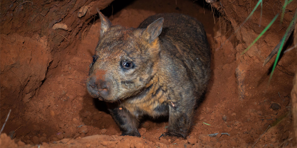 A Northern-Hairy Nosed Wombat emerging from a burrow entrance at night to feed. 
