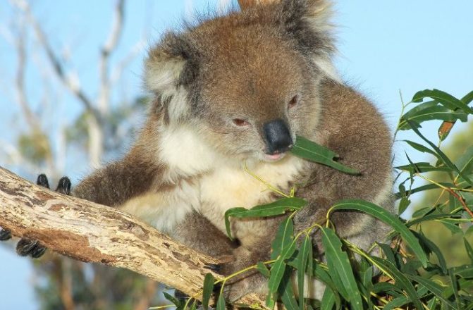 Koala feeding on eucalypt leaves at Curramore Wildlife Sanctuary.