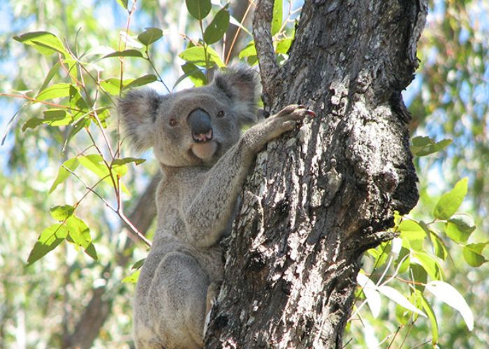 Koala, Mt Zero-Taravale Wildlife Sanctuary