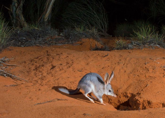 Burrowing activities such as maintenance can leave the Bilby vulnerable to attacks.
