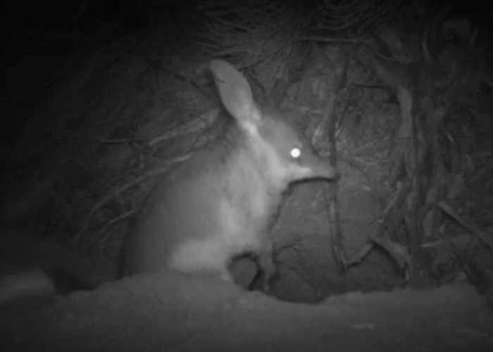 Faith Sze-en Chen, a Murdoch University student, set out to learn whether bilbies have developed any predator awareness since cats were introduced to Australia in the 1800s.