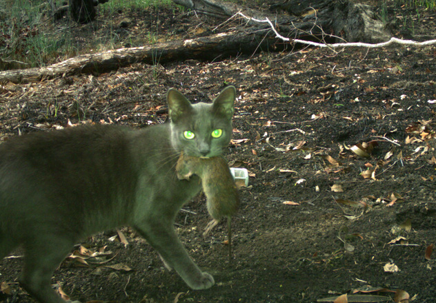 A feral cat caught on camera with a Bush Rat in its mouth