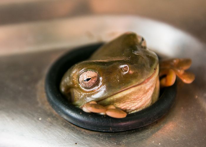 Frogs sleep in the homestead bathroom during the day, finding comfort on the shower rail or in the sink. 