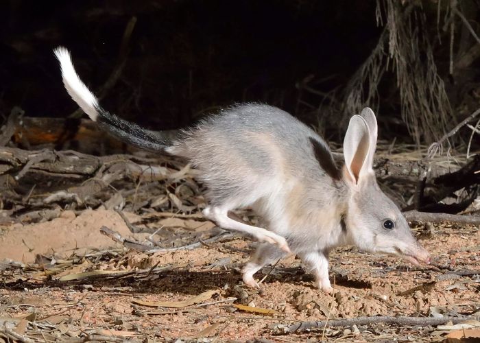 The Bilby population in the Pilliga State Conservation Area is now almost three times the founding population. 