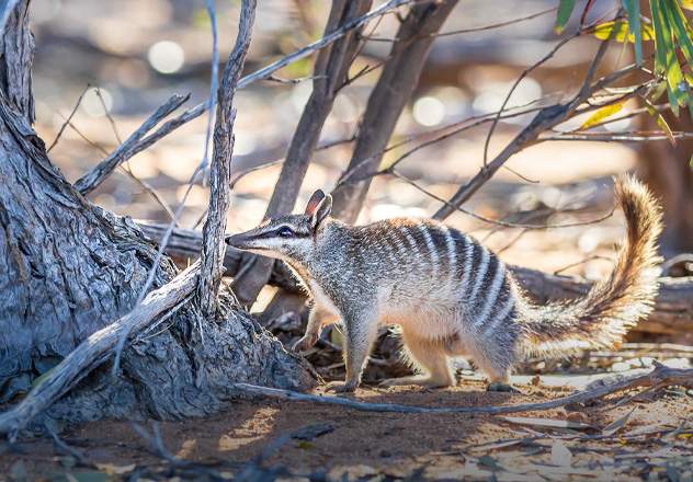 Samples collected from species such as the Numbat (seen here) enable ecologists to monitor their overall genetic health and diversity. 