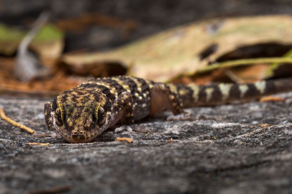 Bynoe's Gecko (Heteronotia binoei) Charnley River