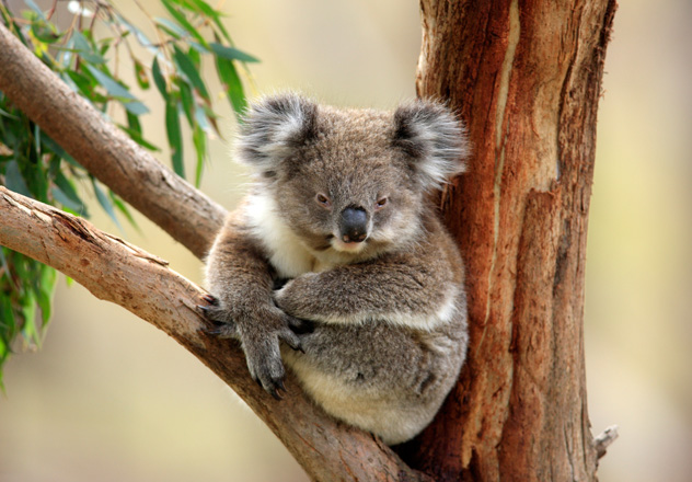Bioacoustic monitoring will help provide AWC ecologists with new insights into Koala populations on Mount Zero-Taravale and Curramore Wildlife Sanctuaries.
