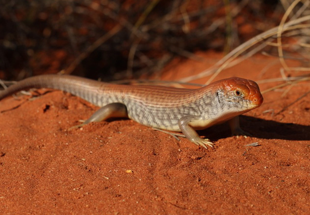 Tjalapa (the Great Desert Skink) is an unusually social species of lizard which lives in communal burrow systems with a shared latrine on the surface.