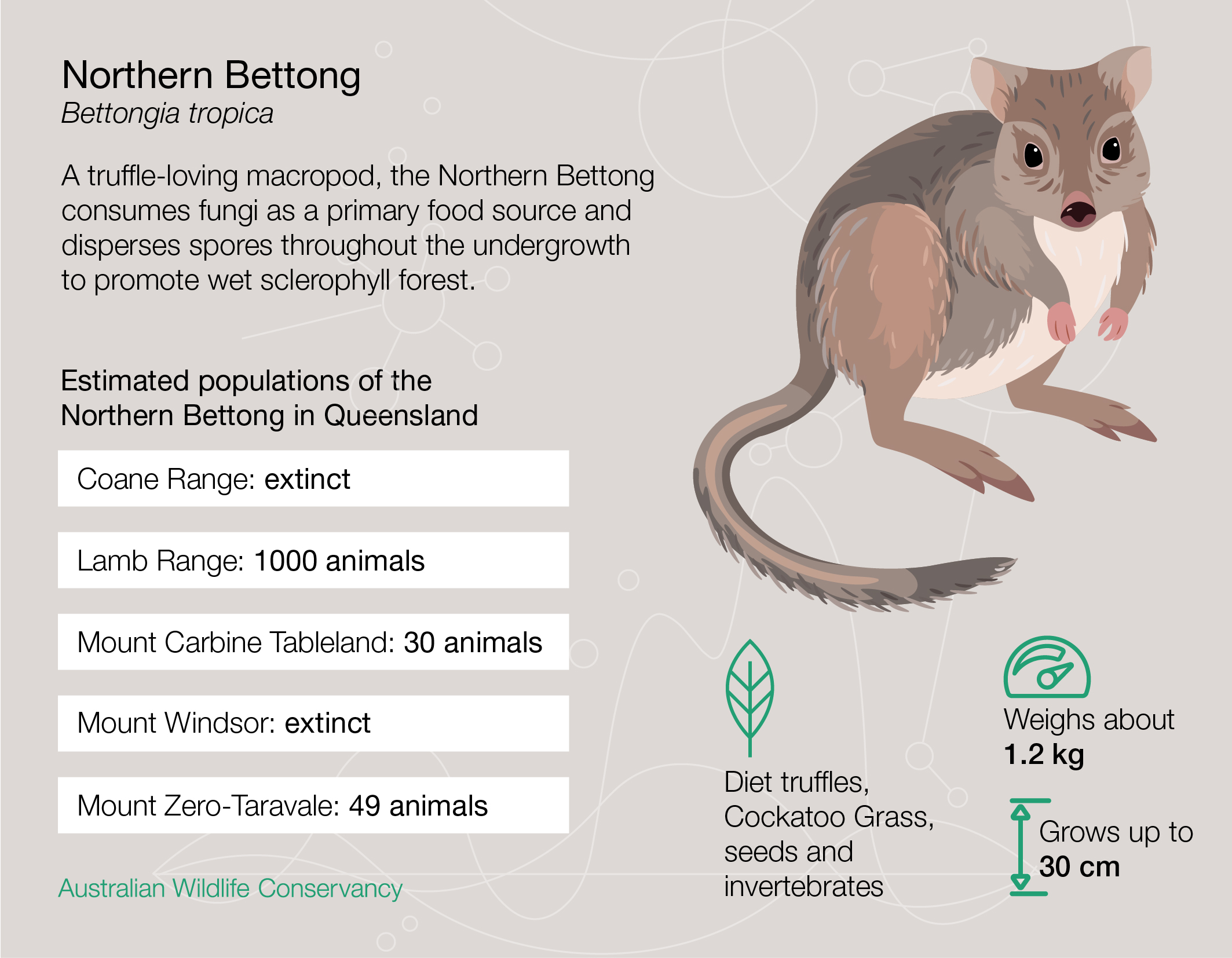 Version3 Northern Bettong Infographic