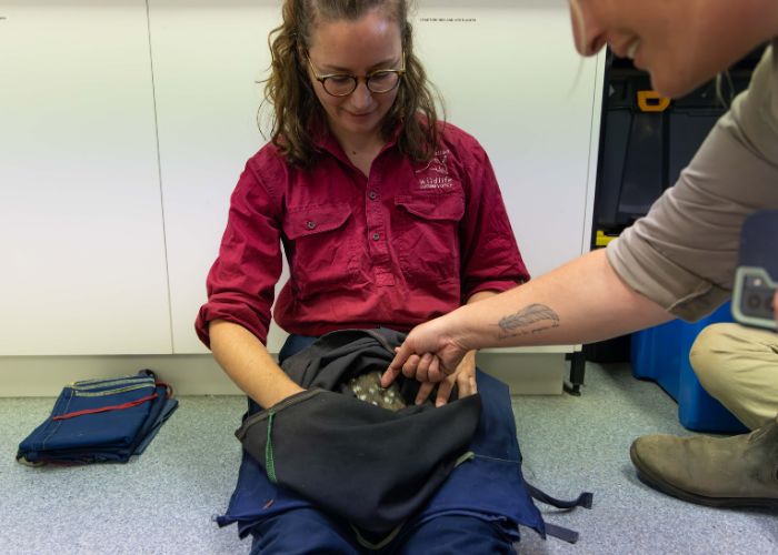 Georgina Anderson, AWC Senior Field Ecologist, performs a health check on a Western Quoll before releasing the individual at Mt Gibson Wildlife Sanctuary. 