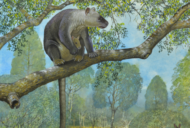 A giant tree kangaroo identified from fossil material from Kalamurina.