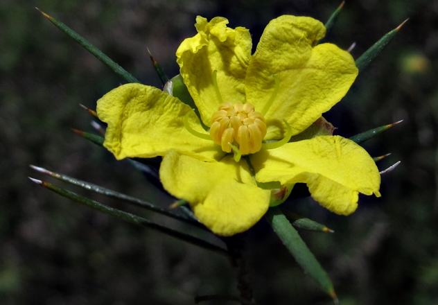 The bright yellow flower of the newly described Hibbertia advena.