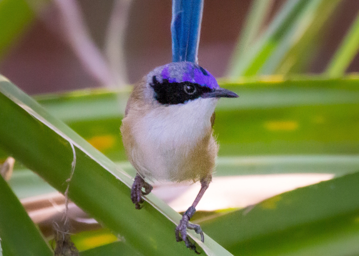 Researchers were impressed by the fairy-wren’s ability to survive the floods and are confident the population will bounce back. 