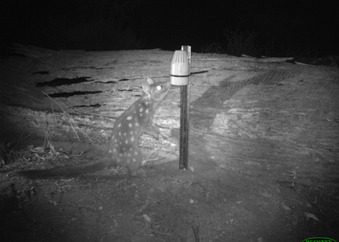 Ecologists have also deployed an array of scent-lured camera traps to identify individual quolls from the pattern of their spots.