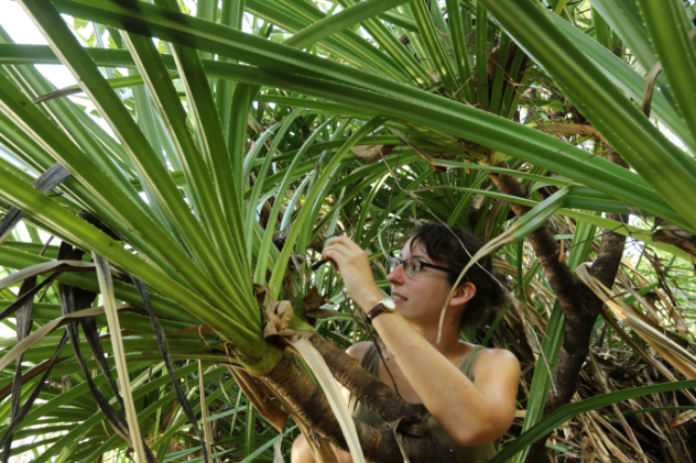 Researcher Dr Niki Teunissen inspects a Purple-crowned Fairy-wren nest in a pandanus plant at Mornington Wildlife Sanctuary in the Kimberley, WA.