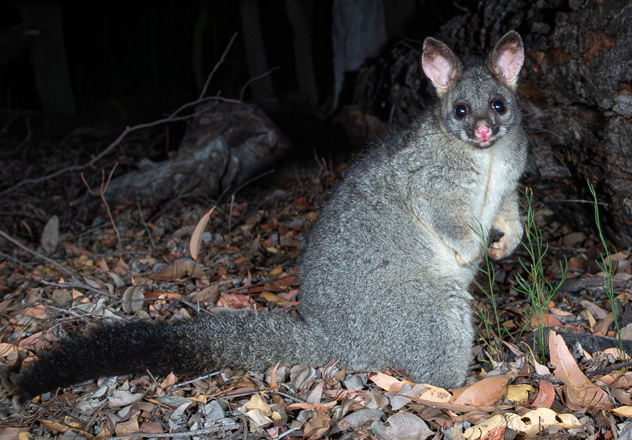 Common Brushtail Possum are generally silver-grey with a pale grey to white underbelly, but there is considerable variation in colour and size across their range. 