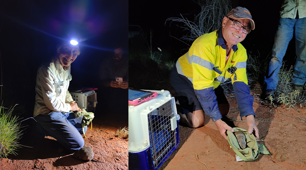 Reintroducing A Founding Population Of The Vulnerable Golden Bandicoots, As Part Of Newhaven’s Mammal Restoration Project