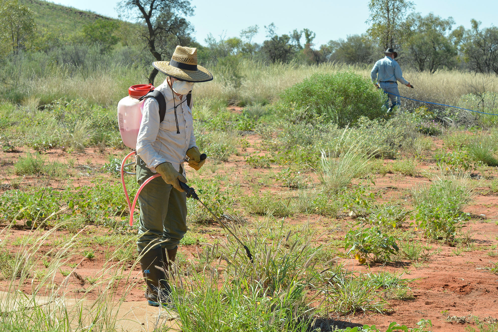 Volunteers Controlling Buffel Grass After Summer Rains, Newhaven Wildlife Sanctuary, Near The Tanami Desert, Central Australia, W Lawler