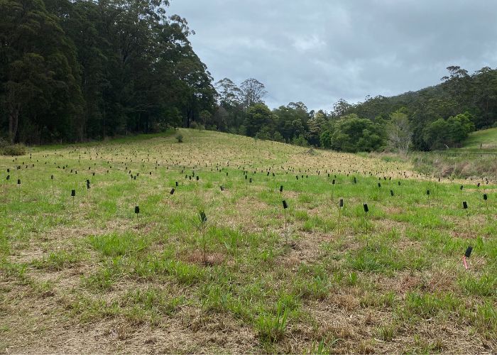 A section of the designated revegetation zone after two days of planting eucalypt and other local seedlings.