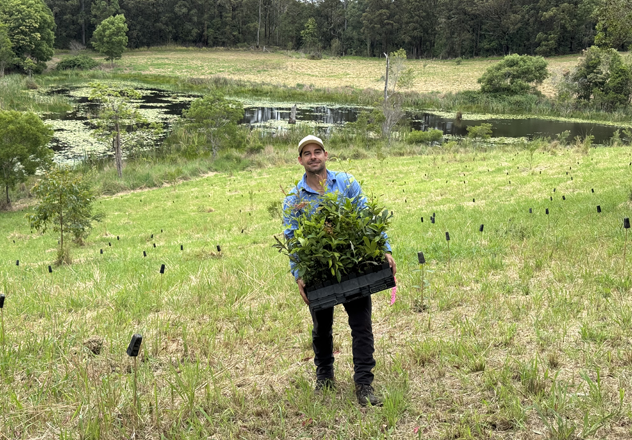 Senior Field Ecologist Andy Howe carries a pot of seedlings for planting at Curramore Wildlife Sanctuary, Queensland, as part of a project to increase habitat for the endangered Koala (Phascolarctos cinereus).
