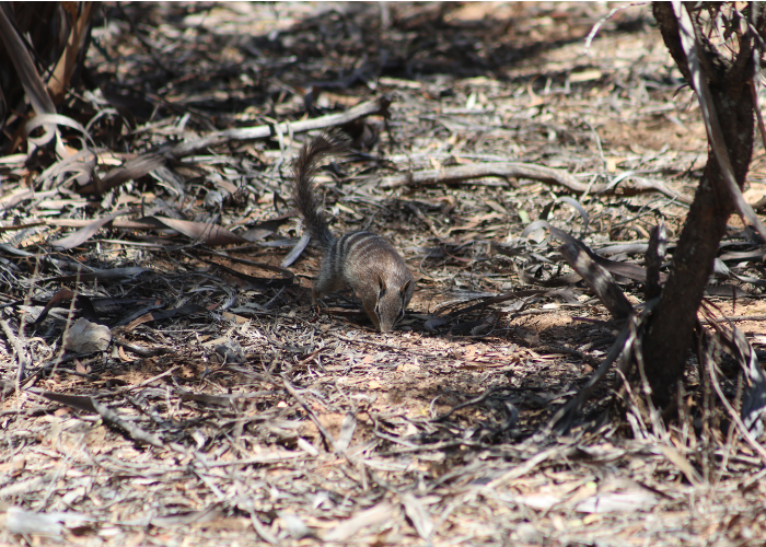 Numbat sightings have increased over the last 12 months at Yookamurra and Scotia Wildlife Sanctuaries compared to previous years. 
