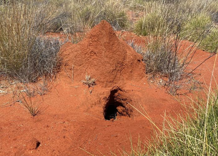 The Taj Mahal of Bilby burrows, as described by ecologists, found within the fenced area at Newhaven Wildlife Sanctuary.