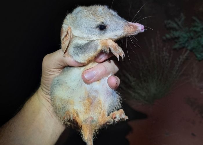 Ecologists are encountering more juveniles during surveys, including the pictured individual which was one of two sub-adult bilbies encountered during a survey of Newhaven's population in March 2024. 