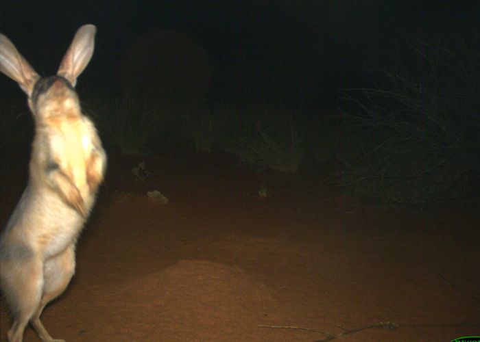 Bilby detection rates on motion-sensor cameras have doubled in the last two years. 