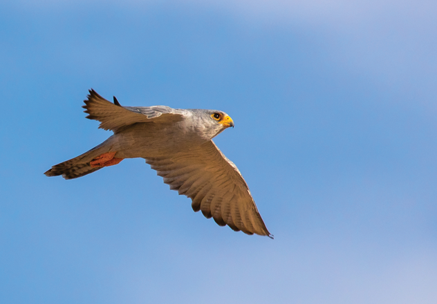 AWC's inventory surveys have confirmed the presence of the threatened Grey Falcon (wiinywiinypa in the Pintupi/Luritja language) at Ngalurrtju Aboriginal Land Trust. 