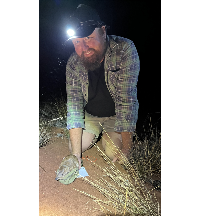 Pat with a translocated Golden Bandicoot (Isoodon auratus) at Newhaven Wildlife Sanctuary in the Northern Territory. 