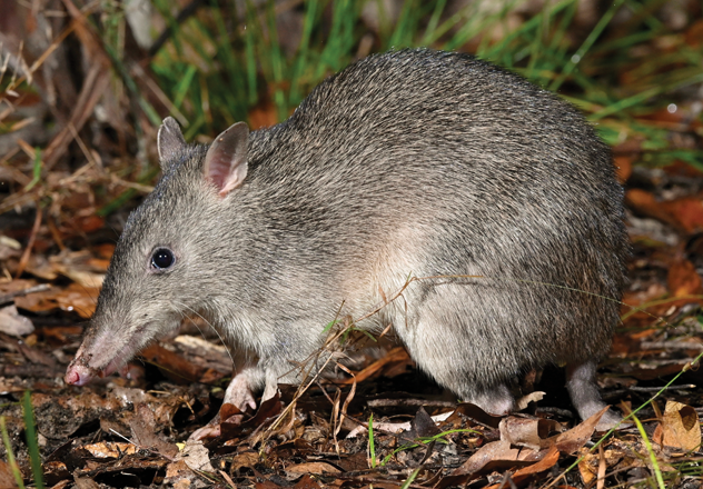 Long-nosed Bandicoot (Northern and Southern species) .