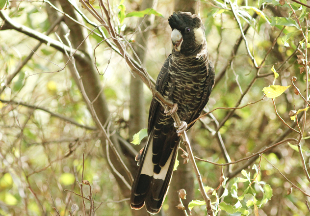 Carnaby’s Black Cockatoo (Calyptorhynchus latirostris).